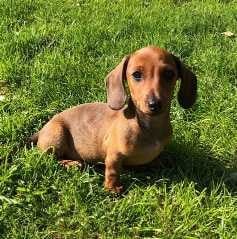 Dachshund For Sale In Hyderabad