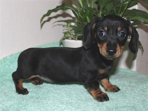 Dachshund For Sale In Pune