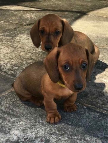 Dachshund For Sale In Delhi
