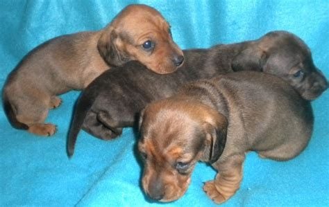 Dachshund For Sale In Delhi