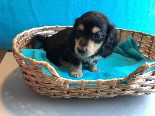 Dachshund For Sale In Delhi