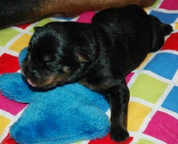 Rottweiler For Sale In Noida
