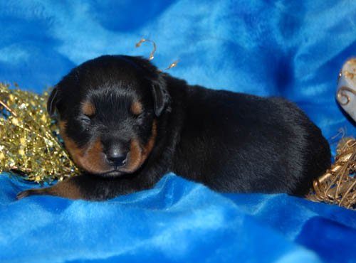 Rottweiler For Sale In Noida