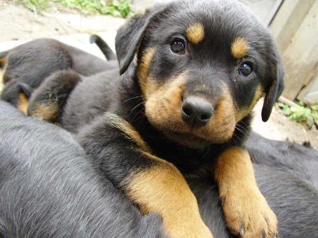 Rottweiler For Sale In Noida