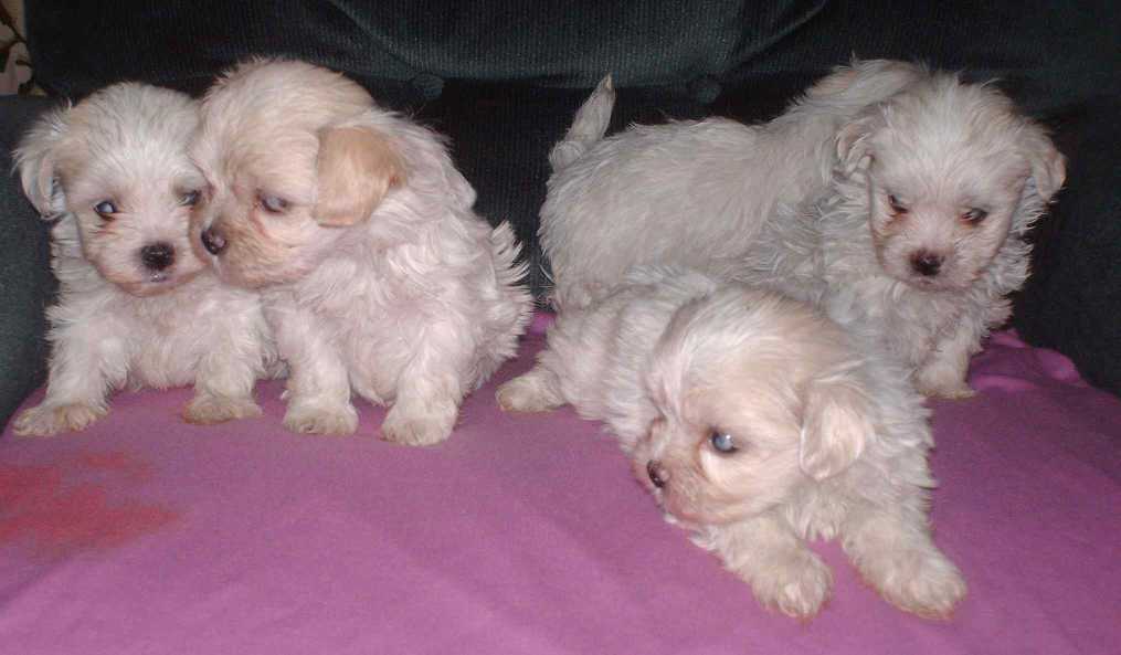 Maltese For Sale In Kochi