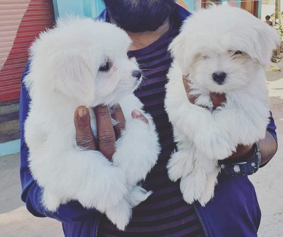Maltese For Sale In Hyderabad