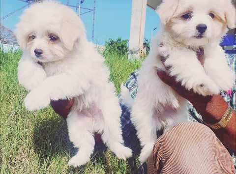 Maltese For Sale In Hyderabad