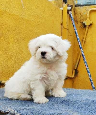 Maltese For Sale In Hyderabad