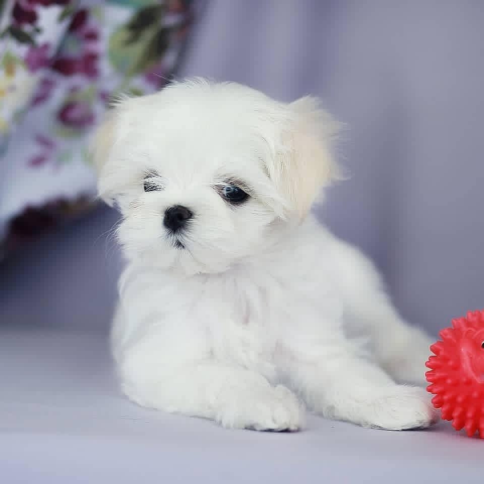 Maltese For Sale In Hyderabad