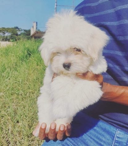 Maltese For Sale In Hyderabad