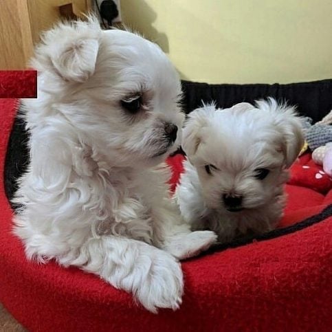 Maltese For Sale In Hyderabad