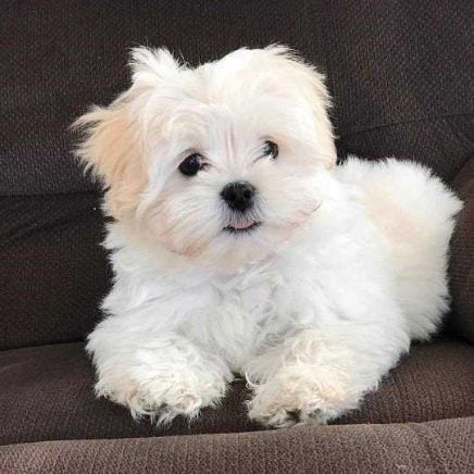 Maltese For Sale In Kochi