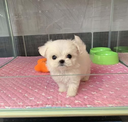 Maltese For Sale In Kochi