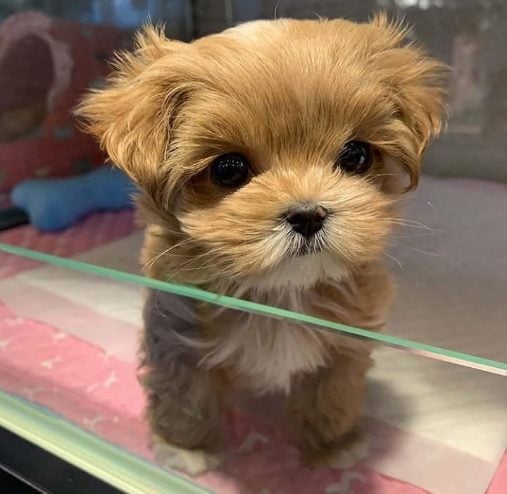 Maltipoo For Sale In Kochi