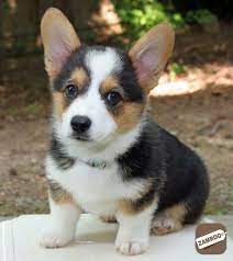 Pembroke Welsh Corgi For Sale In Bangalore