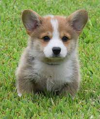 Pembroke Welsh Corgi For Sale In Bangalore