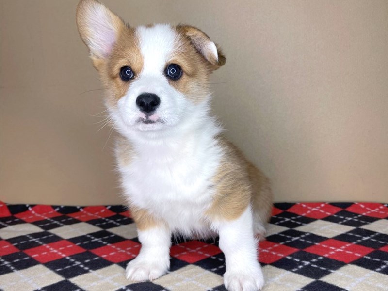 Pembroke Welsh Corgi For Sale In Bangalore