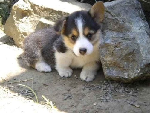 Pembroke Welsh Corgi For Sale In Bangalore