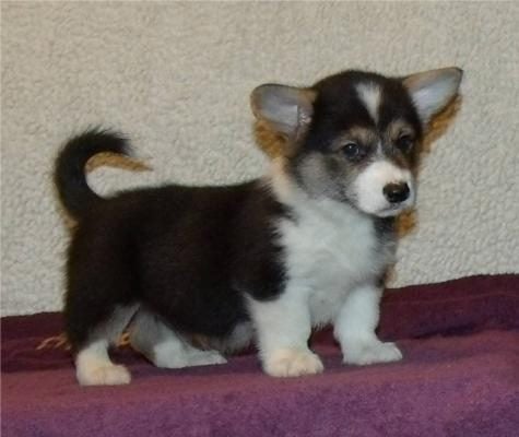 Pembroke Welsh Corgi For Sale In Bangalore