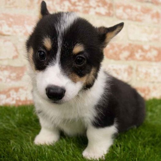 Pembroke Welsh Corgi For Sale In Guwahati