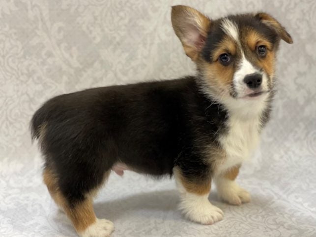 Pembroke Welsh Corgi For Sale In Guwahati
