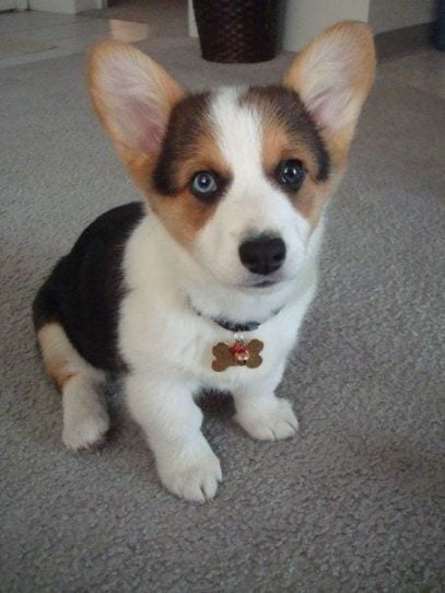 Pembroke Welsh Corgi For Sale In Guwahati