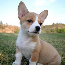 Pembroke Welsh Corgi For Sale In Bangalore