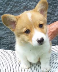 Pembroke Welsh Corgi For Sale In Guwahati