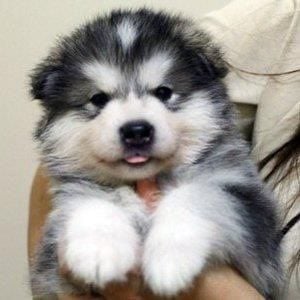 Alaskan Malamute For Sale In Pune