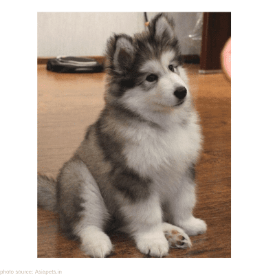 Alaskan Malamute For Sale In Pune