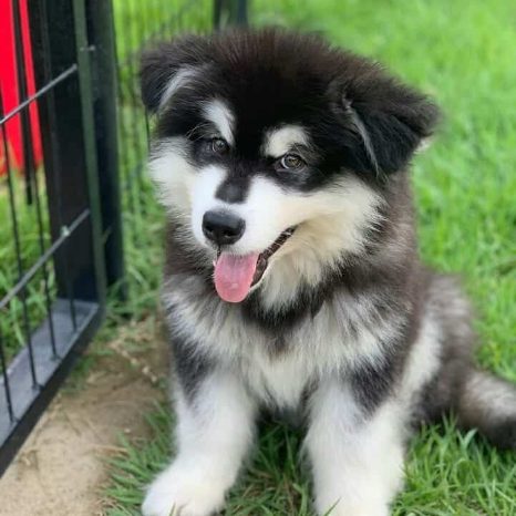 Alaskan Malamute For Sale In Chennai