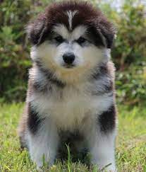 Alaskan Malamute For Sale In Hyderabad