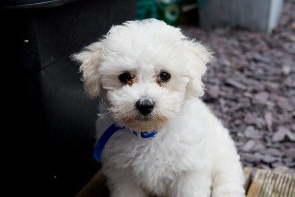 Bichon Frise For Sale In Pune