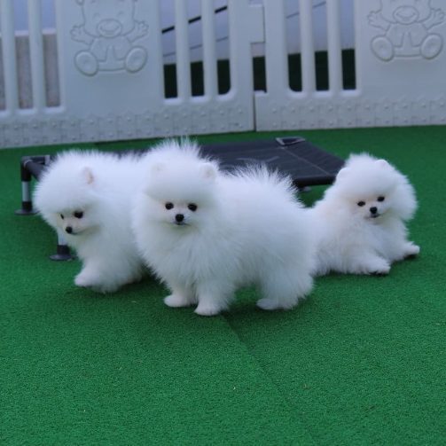 Toy Pom For Sale In Bangalore