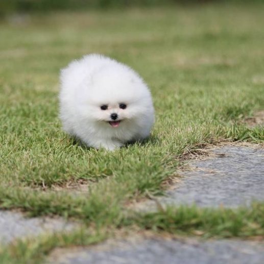 Toy Pom For Sale In Bangalore