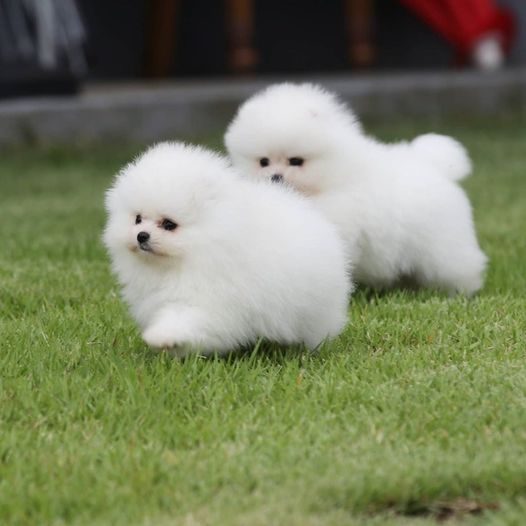 Toy Pom For Sale In Bangalore
