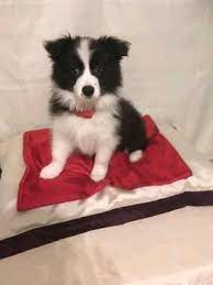 Border Collie For Sale In Lucknow