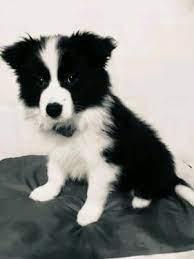 Border Collie For Sale In Lucknow