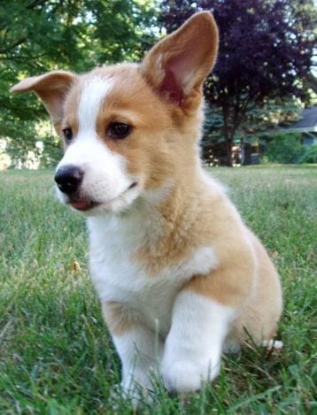 Pembroke Welsh Corgi For Sale In Pune