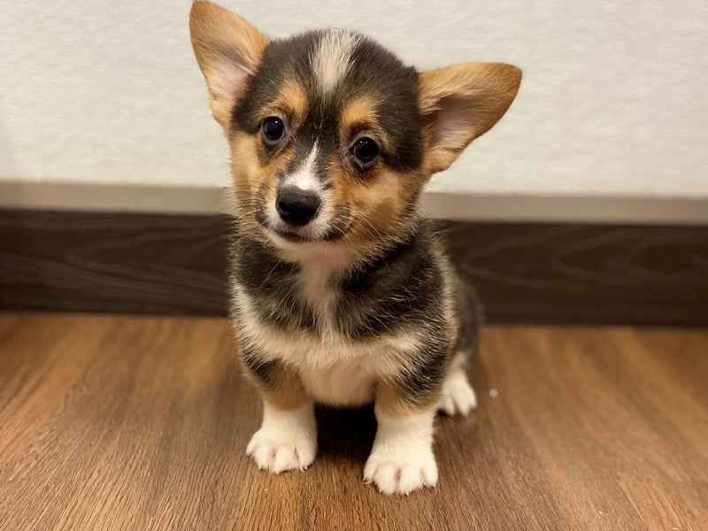 Pembroke Welsh Corgi For Sale In Pune