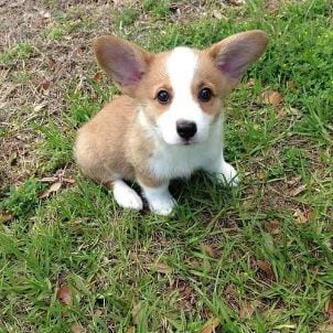 Pembroke Welsh Corgi For Sale In Pune
