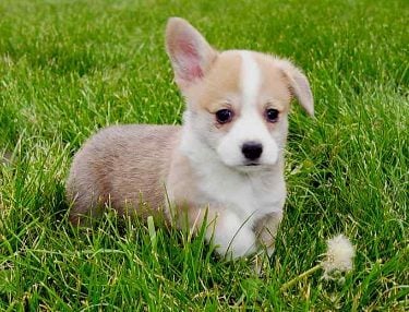 Pembroke Welsh Corgi For Sale In Pune