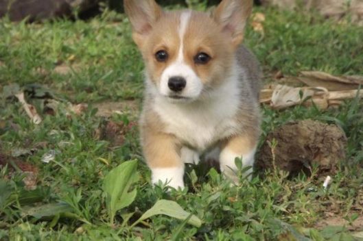 Pembroke Welsh Corgi For Sale In Mumbai
