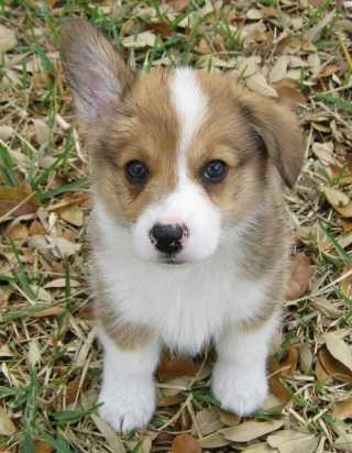 Pembroke Welsh Corgi For Sale In Mumbai