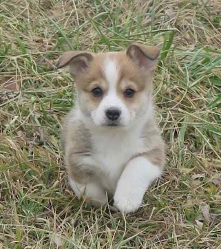 Pembroke Welsh Corgi For Sale In Mumbai