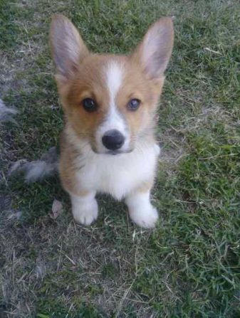Pembroke Welsh Corgi For Sale In Mumbai