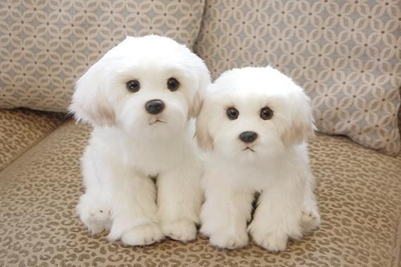 Bichon Frise For Sale In Hyderabad