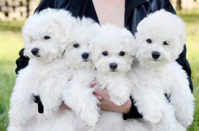Bichon Frise For Sale In Hyderabad