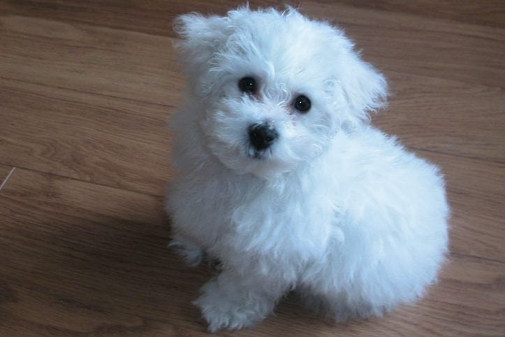 Bichon Frise For Sale In Hyderabad