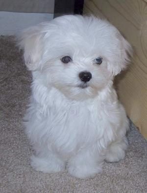 Bichon Frise For Sale In Hyderabad
